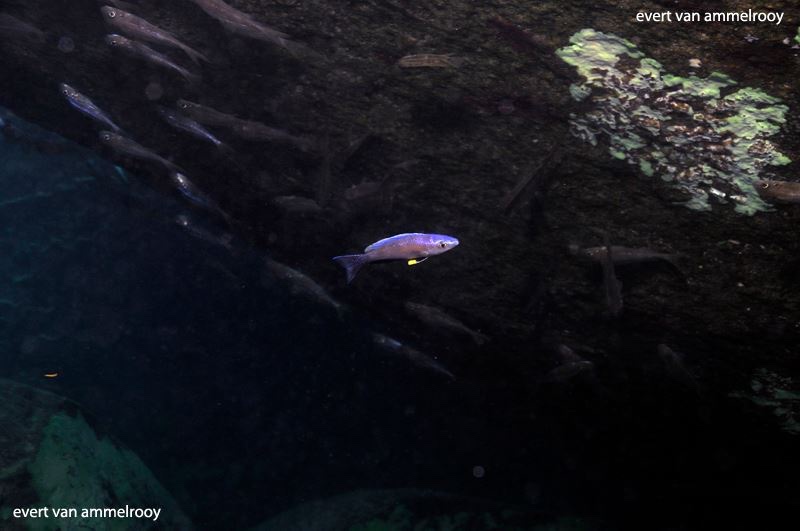 Cyprichromis leptosoma 'Sibwesa'